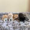 Shorthair Persian Kittens CFA Registered