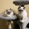 Sweetheart Ragdolls for adoption 2 bonded girls