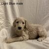 Goldendoodle Male Light Blue Collae