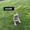  male purebred frenchie Indianapolis area AKC registered - Ralphie