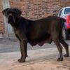 CANE CORSO 