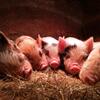 Kune Kune piglets for new pastures