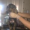 Rottweiler Pups
