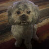 Chunky (Shihpoo stud)