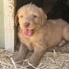 Labradoodle babies 
