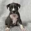 Labrador Retriever/ American Staffordshire Terrier  - Ready for Their Forever Homes!
