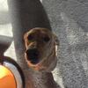AKC Fox Red Labrador 3 Years old