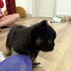 AKC French Bulldogs puppies