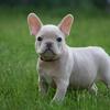 French Bulldog puppies 