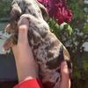 Miniature Dachshund puppies