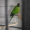 Nanday conure female