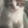 RAGDOLL MIXED KITTENS READY 
