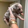 XL Bully Puppies