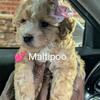 Maltipoo 