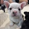 Mini Big Rope Frenchie Puppies - fluffy gene carriers
