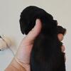 AKC miniature dachshund puppies 