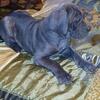 Daniff Puppies (Great Dane / Neapolitan Mastiff)