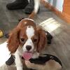 Blenheim Cavalier King Charles Spaniel Male