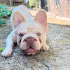Female fluffy French bulldog pup