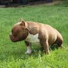 Micro Adult Male Bully 
