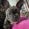 15 weeks old blue brindle frenchie 