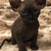 Tica Elf Sphynx 