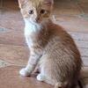 Manx Kittens