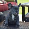 Big Rope Frenchie Puppies 407-791-9514 female and male available
