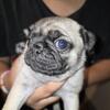 AkC registered pug puppies 