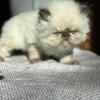 Persian Kittens