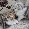 Beautiful Scottish fold girls long hair for sale now. 