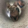 Gorgeous CFA Tortie Sphynx – Breeding Rights Available – Sweet & Loving