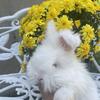 English Angora Bunnies