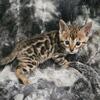 Tica Registered Brown Rosette Male Bengal Kitten