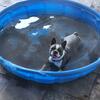 Boston terrier
