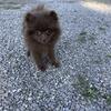 Pomeranian Puppies