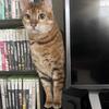 Bengal Cat 