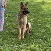 German Shepherds: one male and one female 