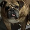 2yr old English Bulldog Female