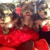 Morkies puppies female and male