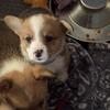 Blue collar Pembroke welsh corgi 