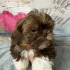 Akc Shih-tzu Male 