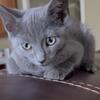 Beautiful Russian Blue kitten mix
