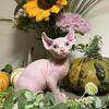 Sphynx kittten