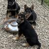 German Shepherd puppies 
