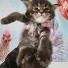 Maine coon cats and kittens