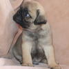 AKC Health Tested Pug puppies in Dallas, Tx