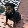 10 Month AKC Male Rottweiler Available 