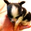 PAPILLON FEMALE SUPER TINY TEACUP