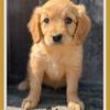 Spice Female Golden Retriever